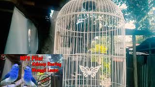 Download lagu Kicau Pemikat Kehicap Ranting Memanggil Lawan Jernih mp3