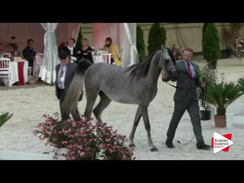 Deauville Arabian Cup 2016 - Colts 2 y.o. (7) - 3rd place: n°53 AV CLOUD DANCER