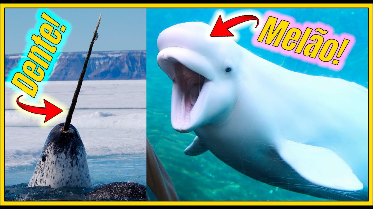 TUDO sobre o NARVAL e a BELUGA: os CETÁCEOS mais IMPRESSIONANTES do ÁRTICO!