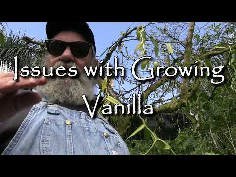 Issues with Growing Vanilla