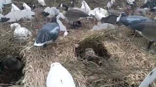 preview picture of video 'Snow Goose Hunt Jonesboro Arkansas'