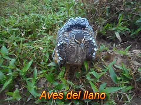 Eurypyga helias. Otra tipica ave delos llanos.