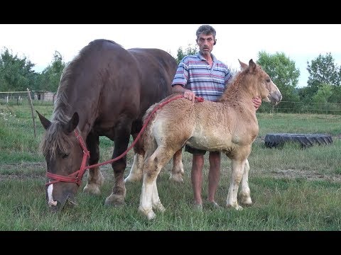 Caii lui Mircea de la Ruseni, Satu Mare - Manz de o luna - 2019 Nou !!!