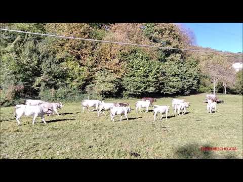 RAZZA PIEMONTESE E BARA' PUSTERTALLER AL PASCOLO. LUN. 9 - 10 -  2023.