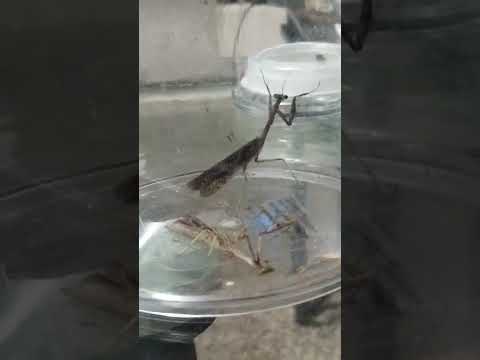 mants.vs Chiannel 52 block style Manche