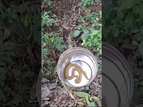 MONTERRICO  RESCATARON UNA SERPIENTE EN UNA FINCA
