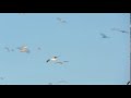 A Flock Of Western Gulls Larus Occidentalis