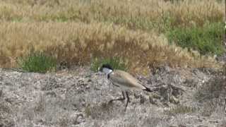 preview picture of video 'Birdwatching in Kos May 2012'