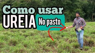 O QUE A UREIA FAZ COM SEU PASTO