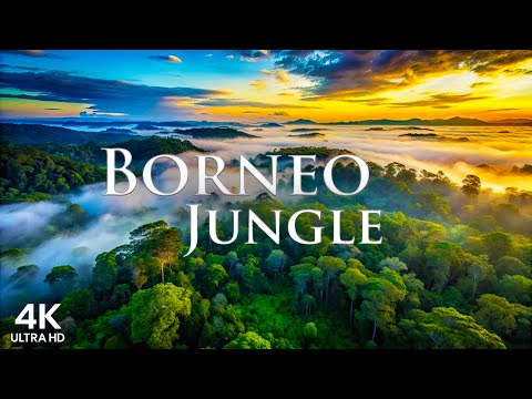 Borneo Jungle in 4K – Untouched Rainforest, Exotic Wildlife & Lush Green Landscapes