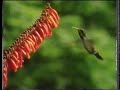 CH5 Nature Documentary Animal Calypso Aladdin S Garden 1999