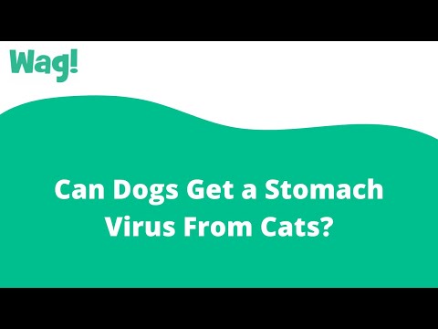 Can Dogs Get a Stomach Virus From Cats? | Wag!