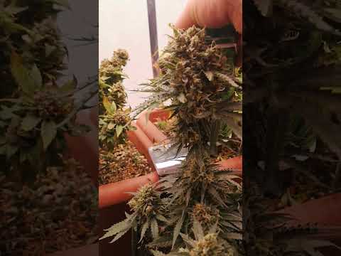 Is This the Biggest 12/12 Autoflower Ever? 🌿⚡ Mandalorian Proves It!