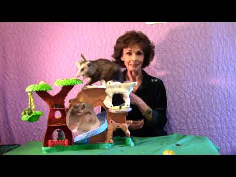 download lagu mp3 mp4 Possum Pie Origin, download lagu Possum Pie Origin gratis, unduh video klip Possum Pie Origin