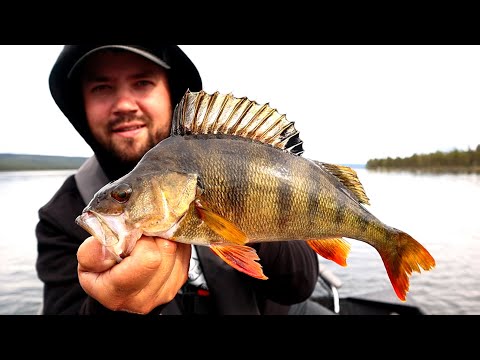 JOKISUISTON SUURKALAT - ISOA KALAA LIPALLA LAPISTA