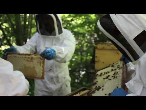 Skattning & Slungning