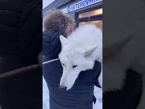 Phillies land All-Star closer Jhoan Duran ahead of MLB trade deadline 👀🔥 #JhoanDuran