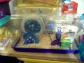New And Improved Habitrail Mouse Cage