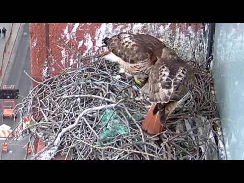 First Hawk egg hatch of 2019 (NYU nest cam)