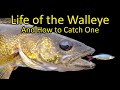Life of the Walleye and How to Catch a Walleye Fishing