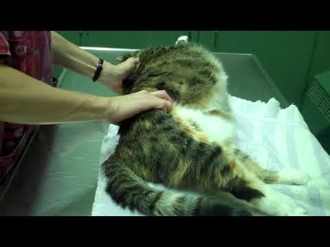 Gatto molto cattivo dal veterinaio | gatti cattivi arrabbiati dolci