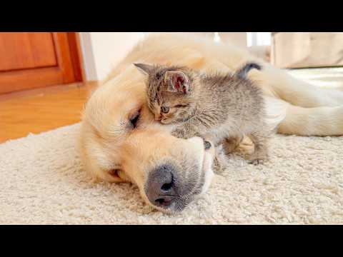 YouTube 썸네일
