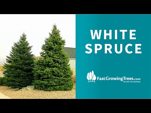 White Spruce Trees