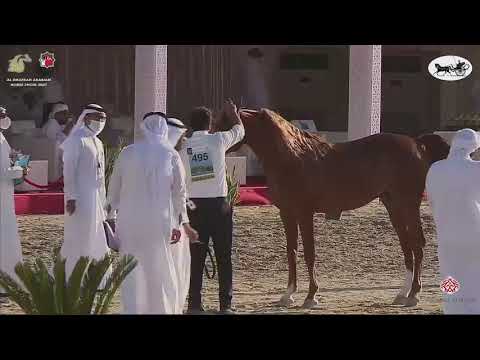 N 495 ABHA SHARIK   Al Dhafrah Arabian Horse Championship 2021   Stallions 7+ Years Old Class 10C