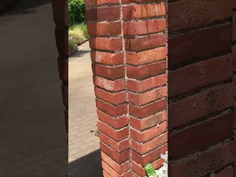 モダンな庭園の多年生植物、草、木  庭園