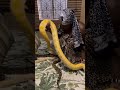 Gogo Maweni Snakes Revealed