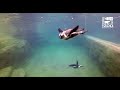 African Penguin Point Penguins Swimming Cincinnati Zoo