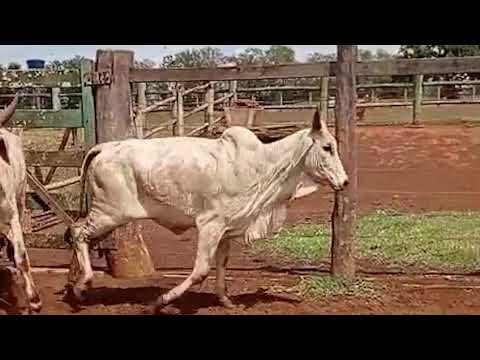 3 NOVILHAS GUZERÁ - MAAB