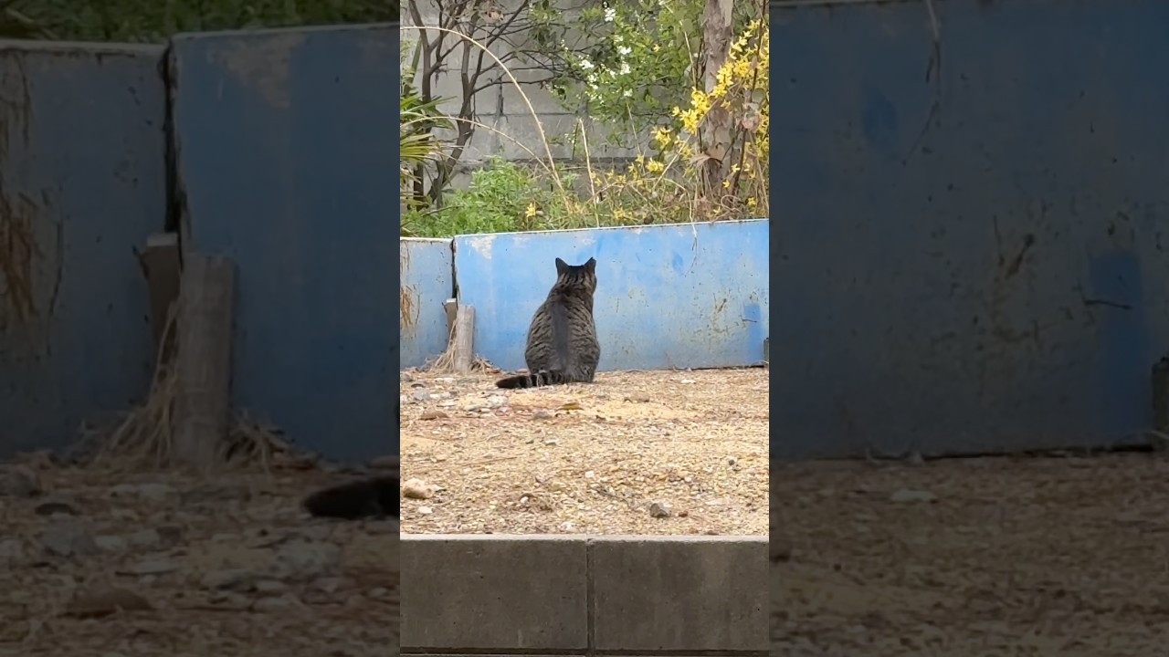 知り合いの野良猫こっち向かん