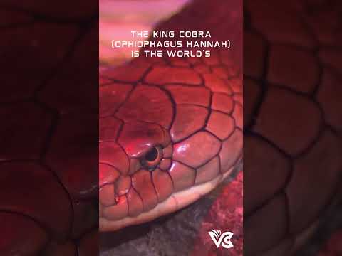 #indian #snake #snakes #kingcobra #biology #facts #zoology #shorts #short #cobra
