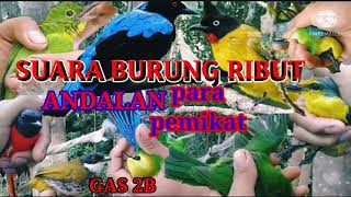 Download lagu Ternyata ini suara burung ribut paling ampuh andalan para pemikat mp3 Download lagu Ternyata ini suara burung ribut paling ampuh andalan para pemikat mp3