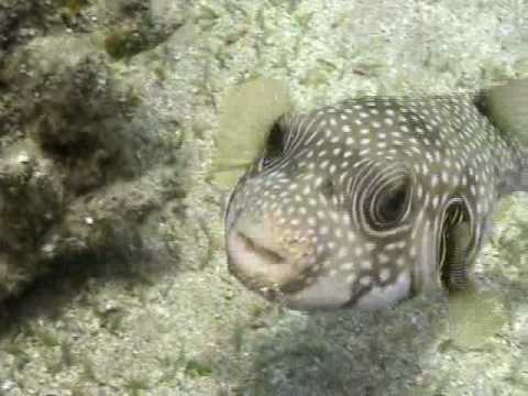 Taba, Morgana House Reef Dive (Red Sea)