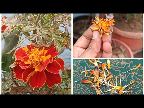 How to collect marigold flower seeds | Sheeba Vlogs