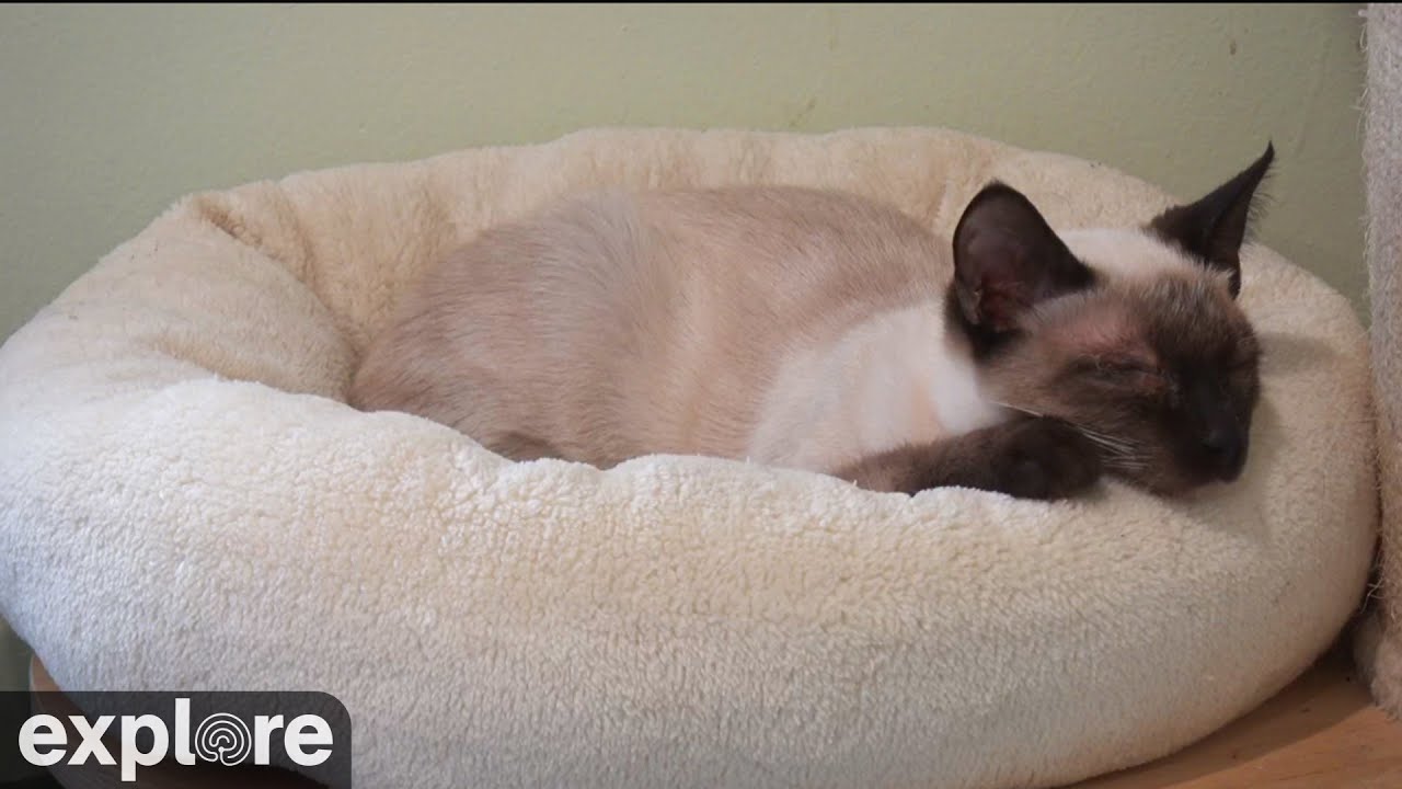 Live webcam view of Kitten Rescue Room at Turpentine Creek