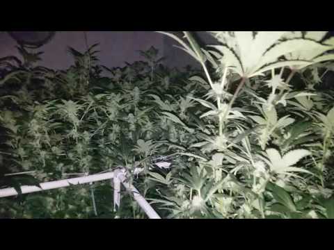 OG KUSH WEEK 6- SMALL ROOM 6 LIGHTS