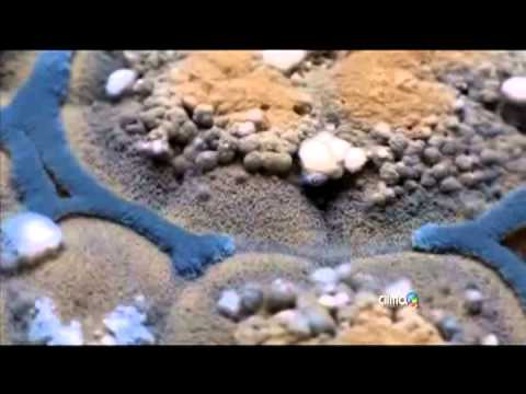 download lagu mp3 mp4 Que Es Mojo, download lagu Que Es Mojo gratis, unduh video klip Que Es Mojo