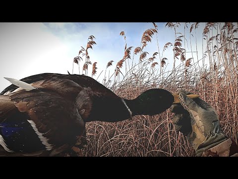 All Day Grind On A Small Slough | Duck Hunting 2025