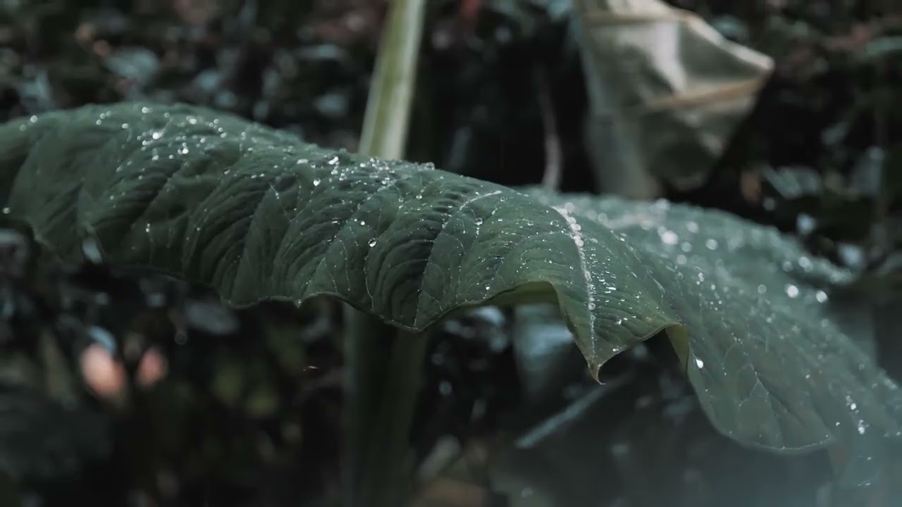 Video 33