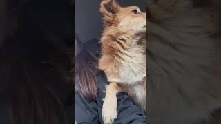 Video preview image #1 Tibetan Spaniel-Unknown Mix Puppy For Sale in NYC, NY, USA