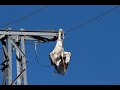 Animals Being Electrocuted by Power Lines (প্রাণীদের ইলেকট্রিক এক্সিডে