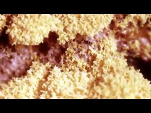 sulu x brother mynor - worlds apart