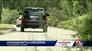 Overgrowth problems plague residents in one area of Algiers
