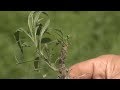 Marestail Control - Chris Proctor - June 9, 2017