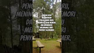 Download lagu infone maseehh. #shortvideo #videoshort #shorts #short #info #taukahkamu mp3