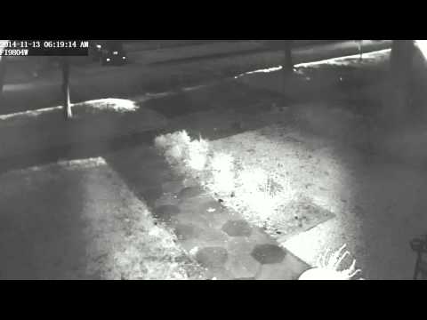 Cat Pooping in Gravel Driveway