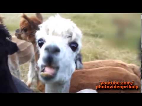 Best Funny Videos Приколы  Приколы Про Животных 1 1518
